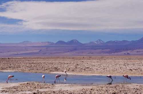 TREKKING NEL DESERTO DI ATACAMA 2015